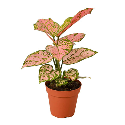 Chinese Evergreen 'Lady Valentine' - Plantonio