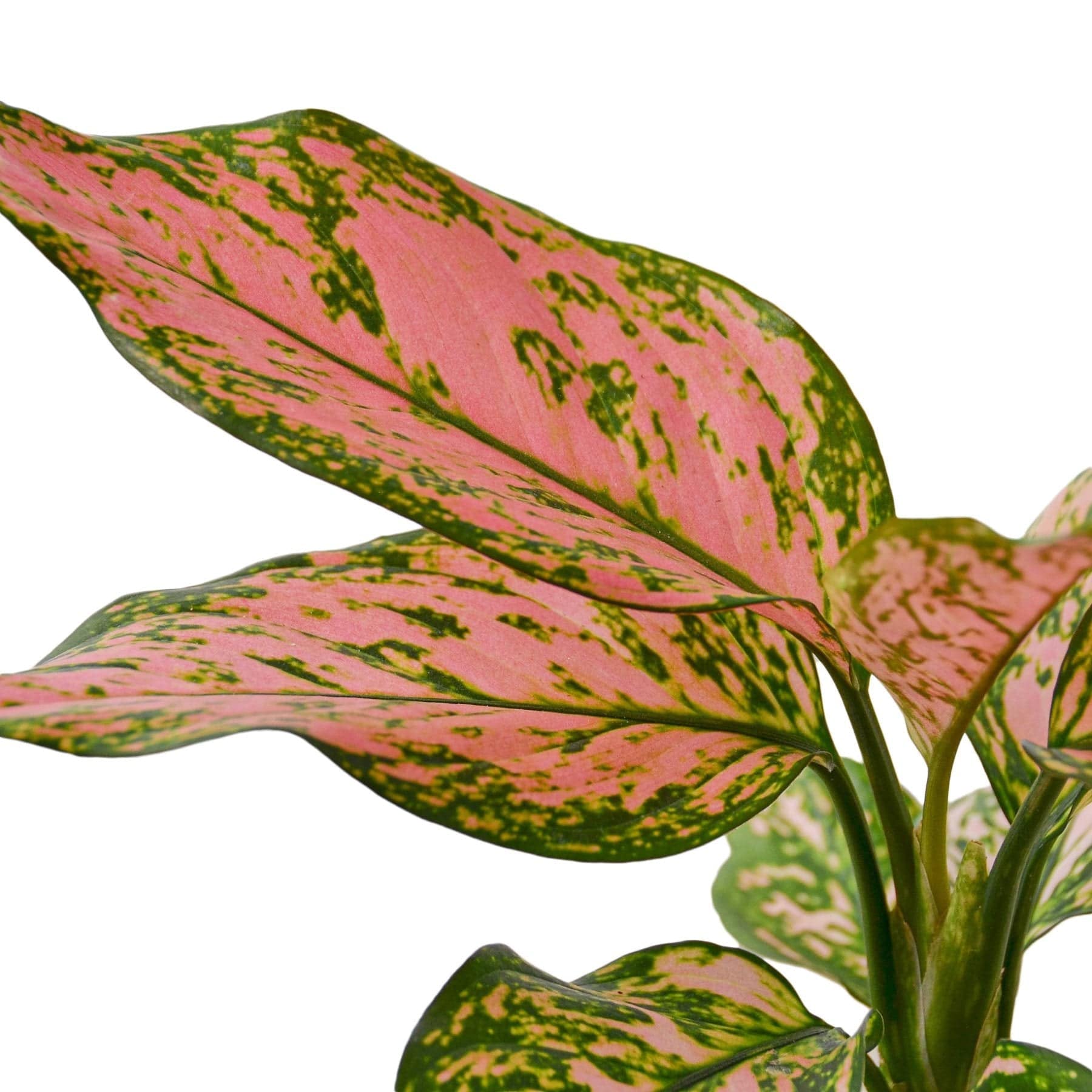 Chinese Evergreen 'Lady Valentine' - Plantonio