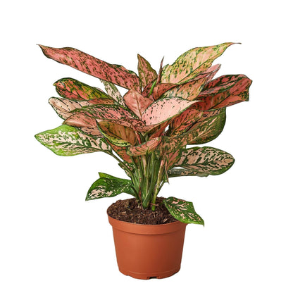 Chinese Evergreen 'Lady Valentine' - Plantonio