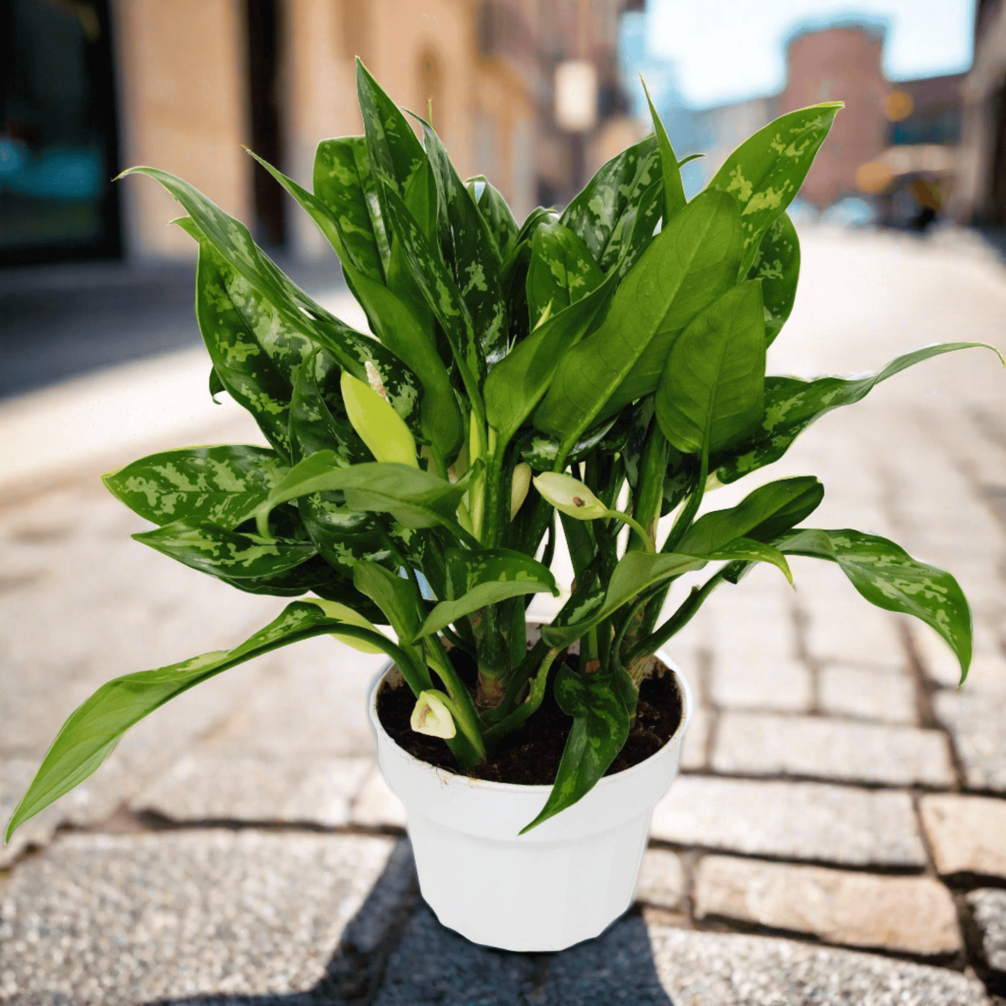 Chinese Evergreen 'Maria' - Plantonio