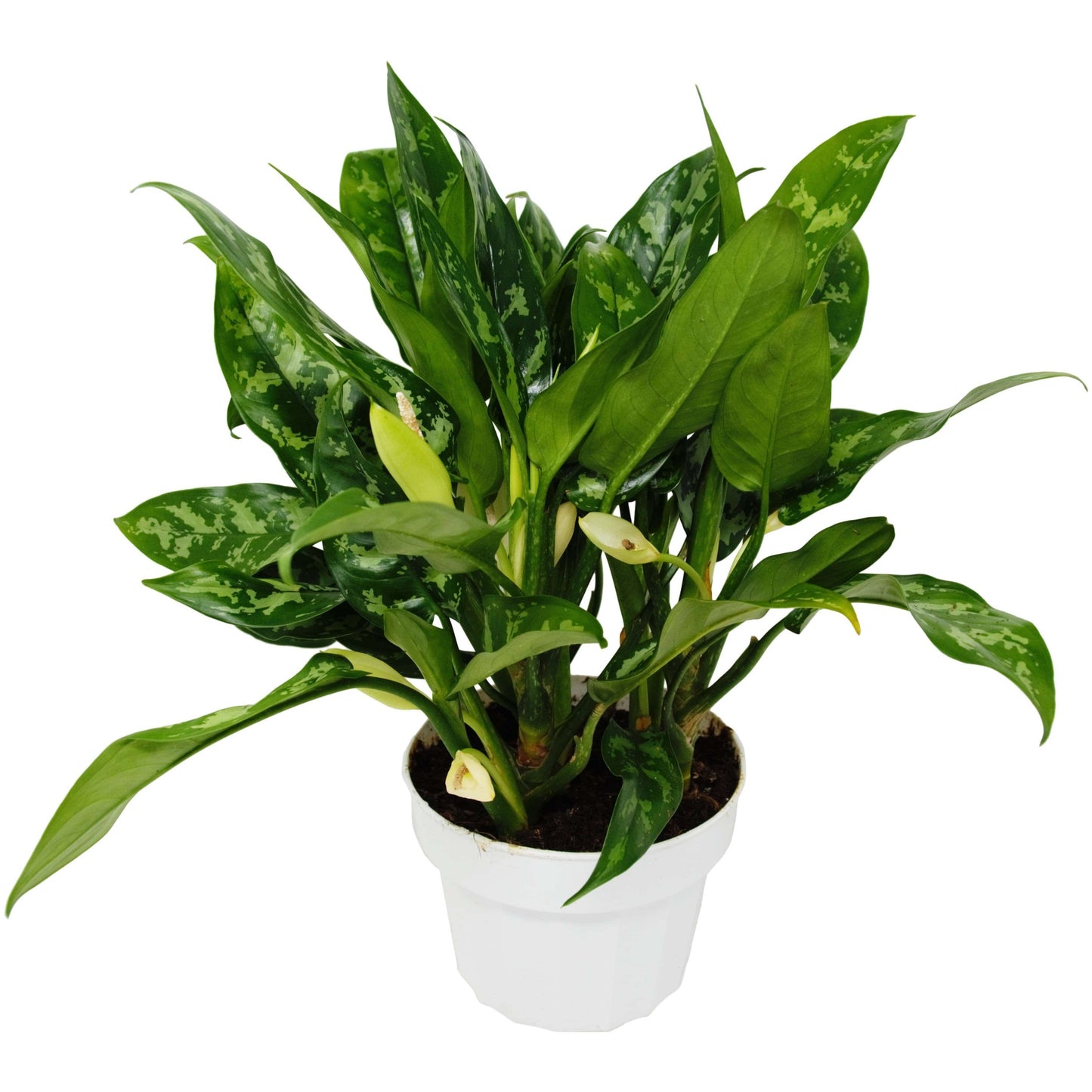 Chinese Evergreen 'Maria' - Plantonio