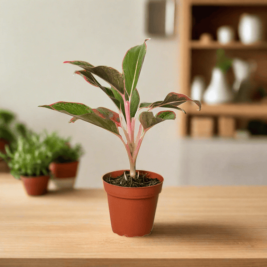 Chinese Evergreen 'Red Siam' - Plantonio