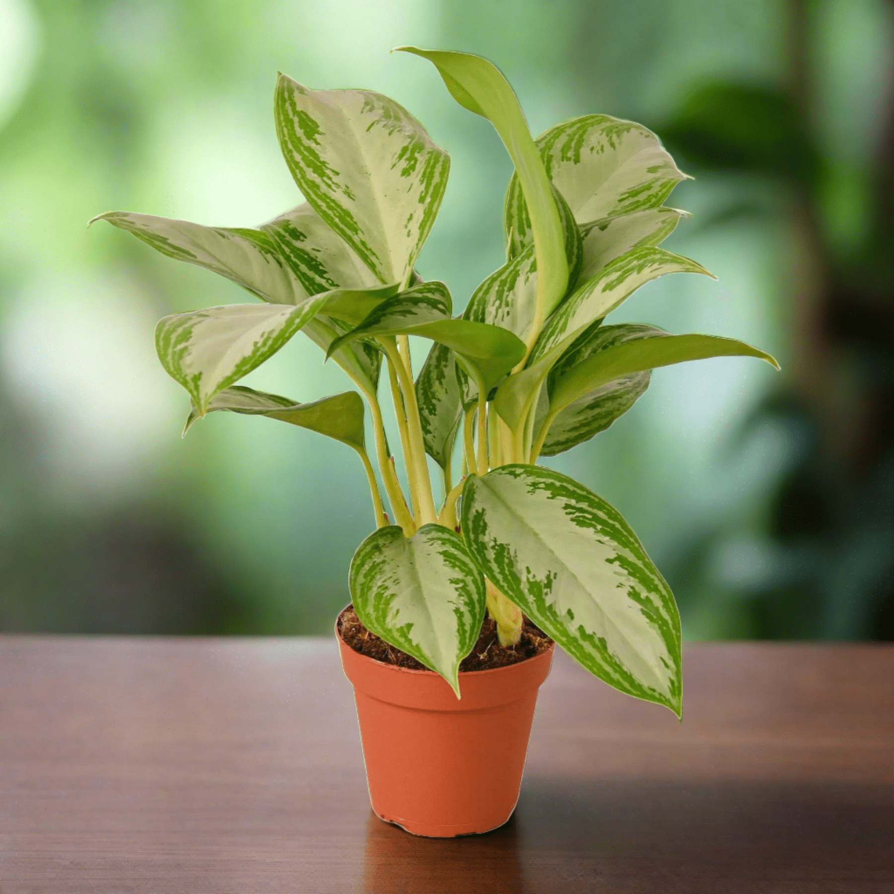 Chinese Evergreen 'Silver Bay' - Plantonio