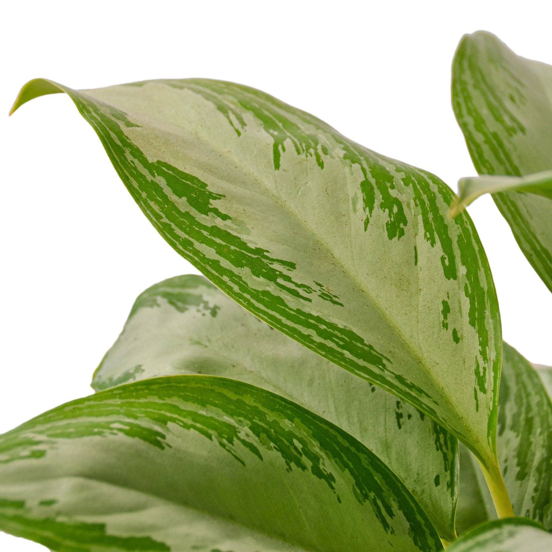 Chinese Evergreen 'Silver Bay' - Plantonio