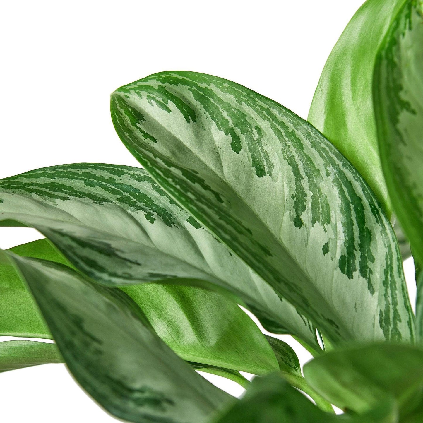 Chinese Evergreen 'Silver Bay' - Plantonio