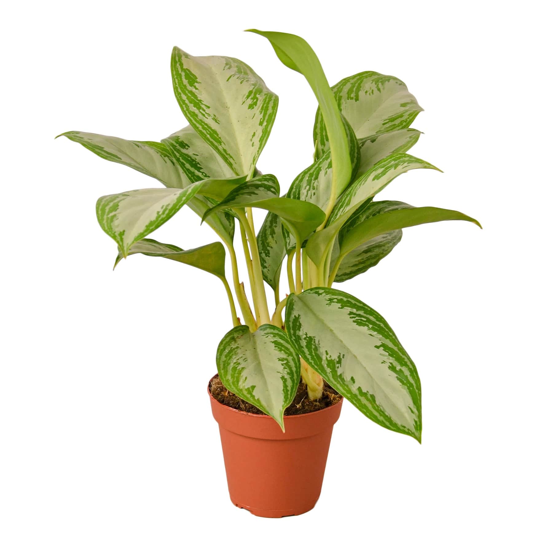 Chinese Evergreen 'Silver Bay' - Plantonio