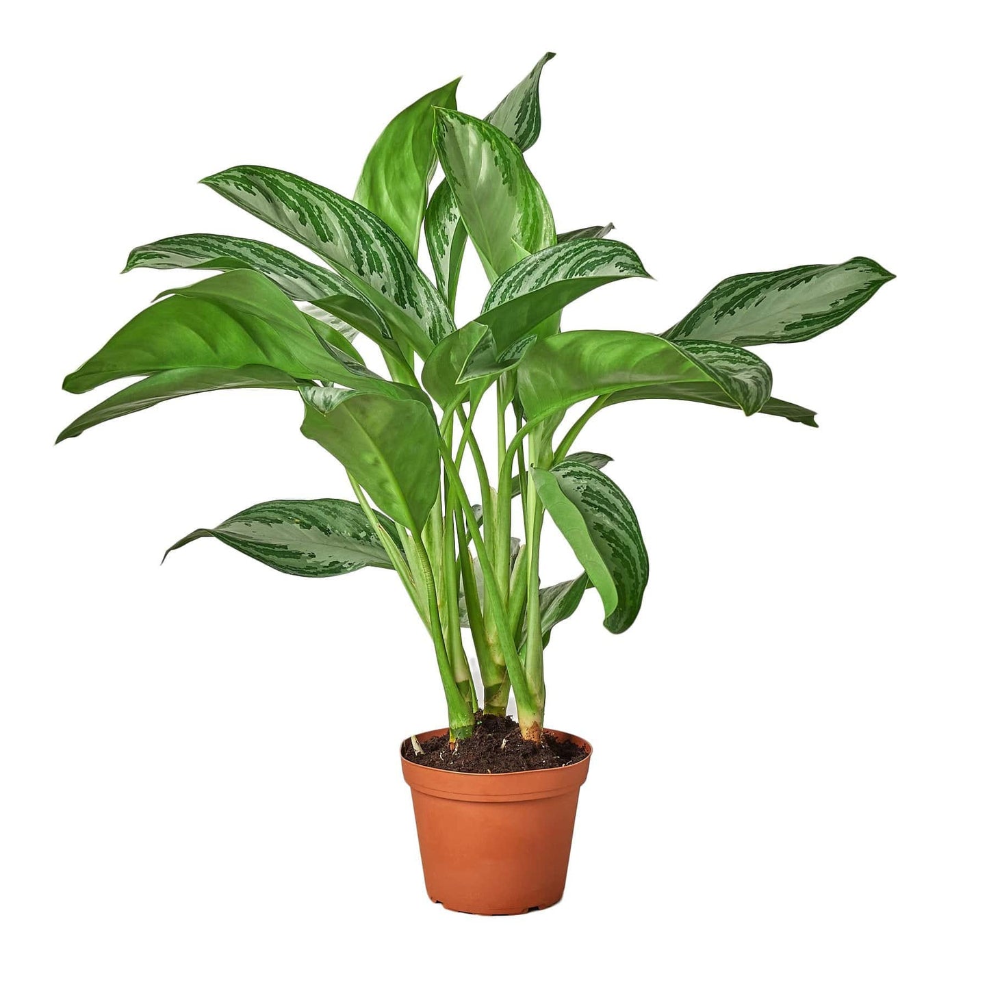 Chinese Evergreen 'Silver Bay' - Plantonio