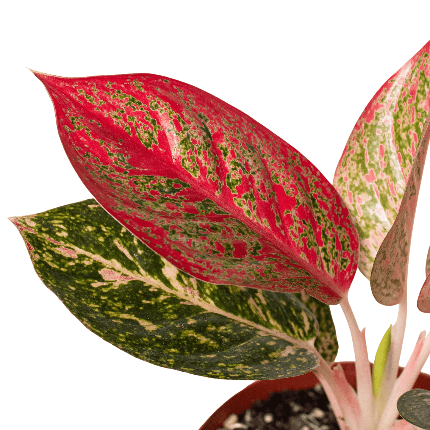 Chinese Evergreen 'Starburst' - Plantonio