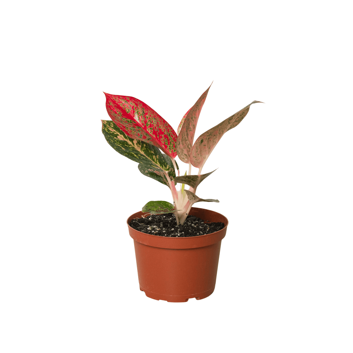 Chinese Evergreen 'Starburst' - Plantonio