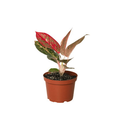 Chinese Evergreen 'Starburst' - Plantonio