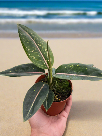 Chinese Evergreen 'Stars' - Plantonio