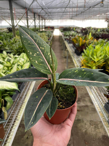 Chinese Evergreen 'Stars' - Plantonio