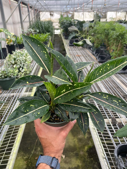 Chinese Evergreen 'Stars' - Plantonio