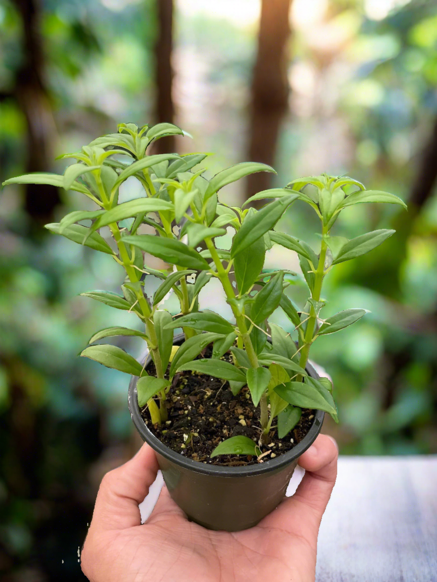 Columnea Hirta - 4" Pot - Plantonio