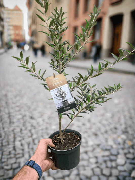 Common Olive Tree (Olea europaea) - Plantonio