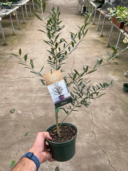 Common Olive Tree (Olea europaea) - Plantonio