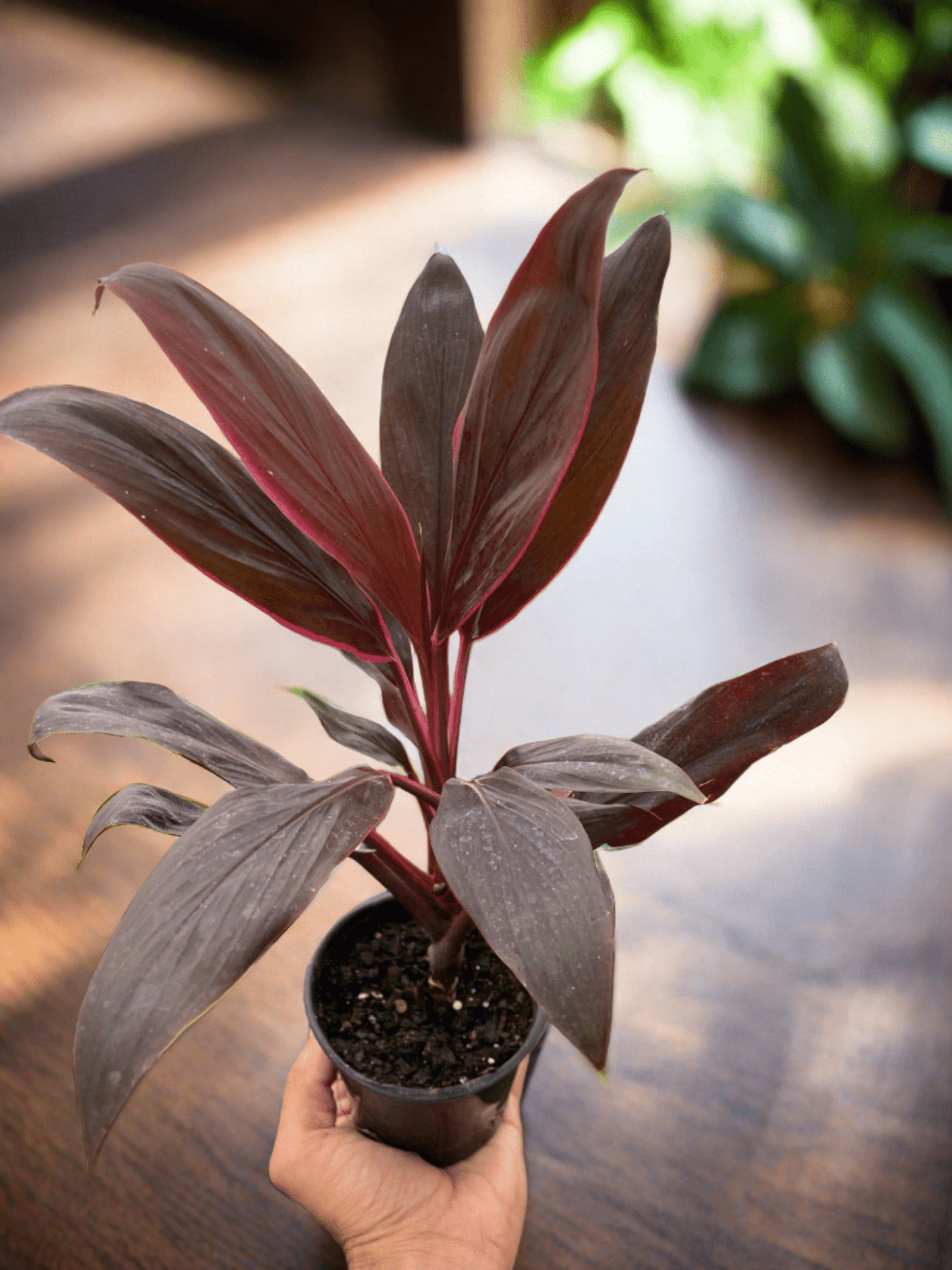 Cordyline 'Calypso Queen' - Plantonio