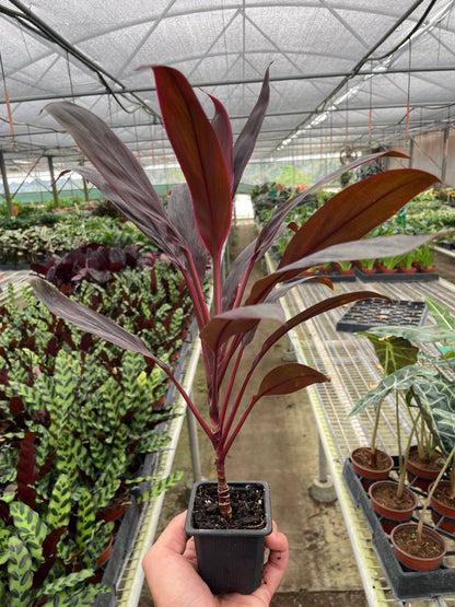 Cordyline 'Calypso Queen' - Plantonio