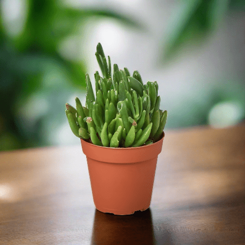 Crassula Ovata 'Gollum Jade' Succulent - 4" Pot - Plantonio