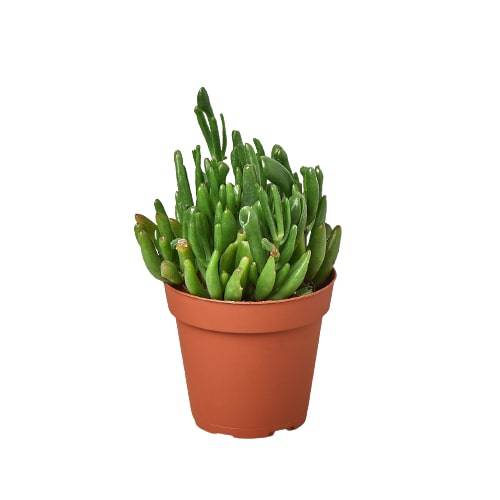 Crassula Ovata 'Gollum Jade' Succulent - 4" Pot - Plantonio