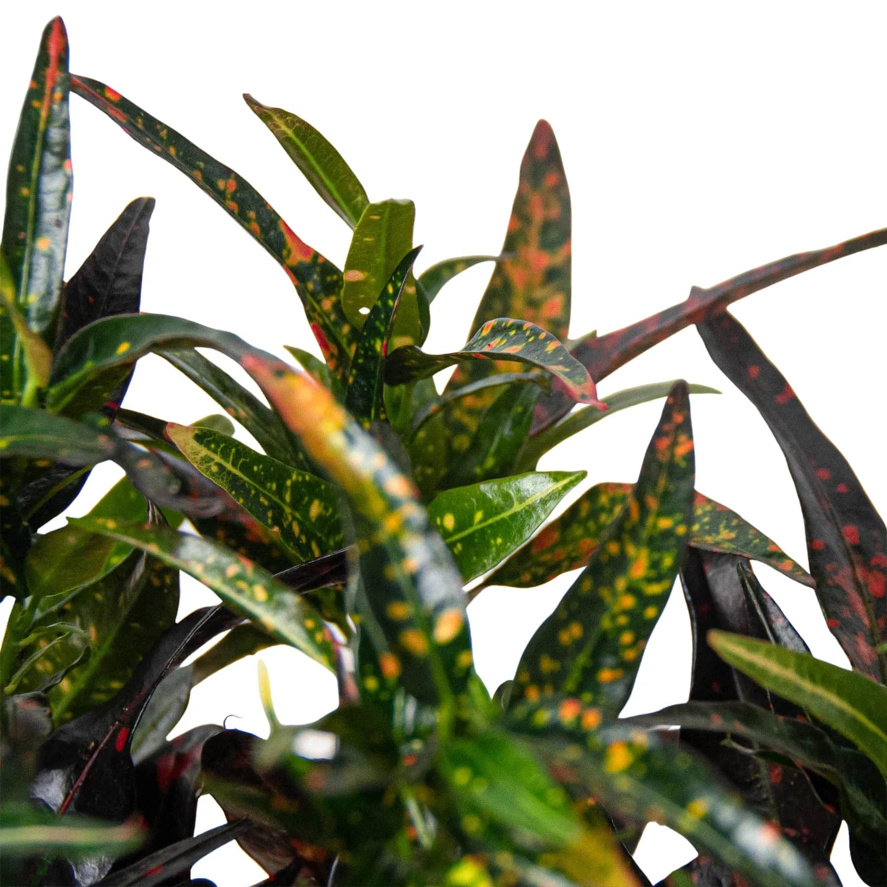 Croton 'Freckles' - Plantonio