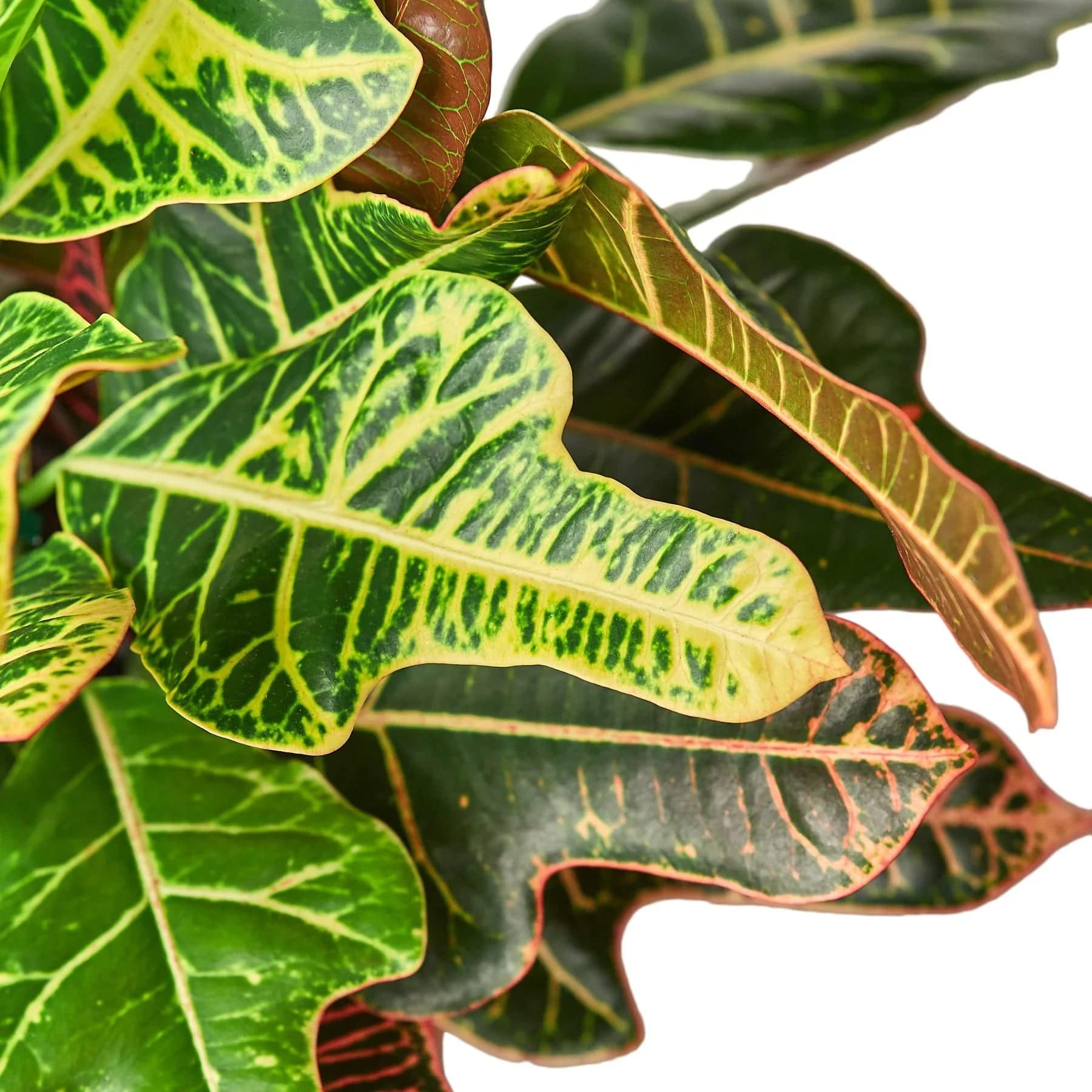 Croton 'Oak Leaf' - Plantonio