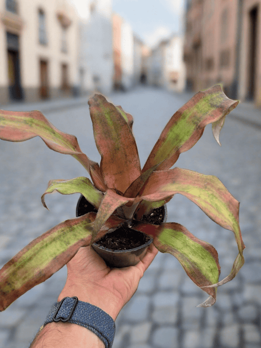 Cryptanthus 'Calypso' - Plantonio