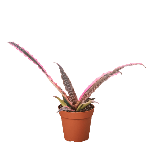 Cryptanthus 'Elaine' - Plantonio