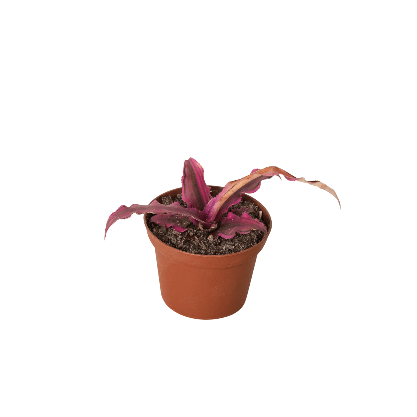 Cryptanthus 'Pink Star' - 3" Pot - Plantonio