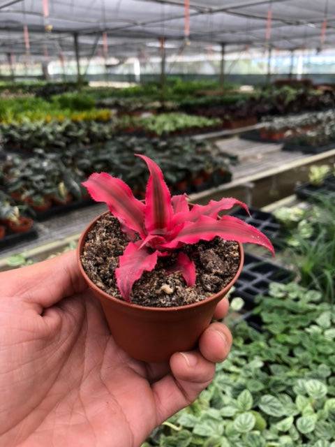 Cryptanthus 'Pink Star' - 3" Pot - Plantonio