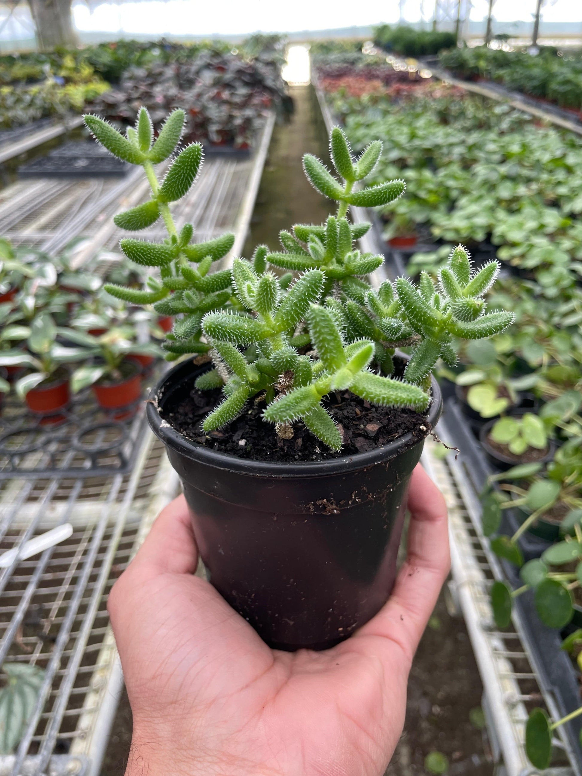 Delosperma echinatum 'Pickle Plant' - Plantonio