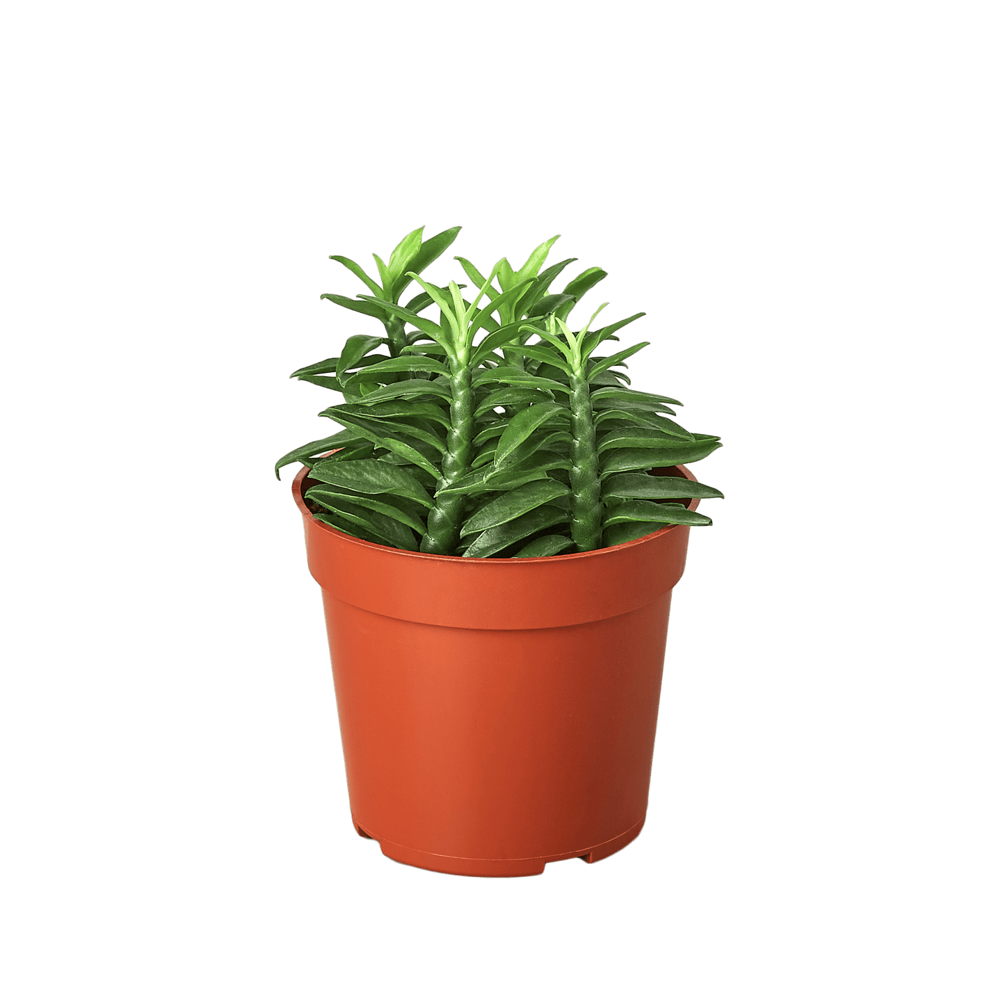 Devil's Backbone Euphorbia