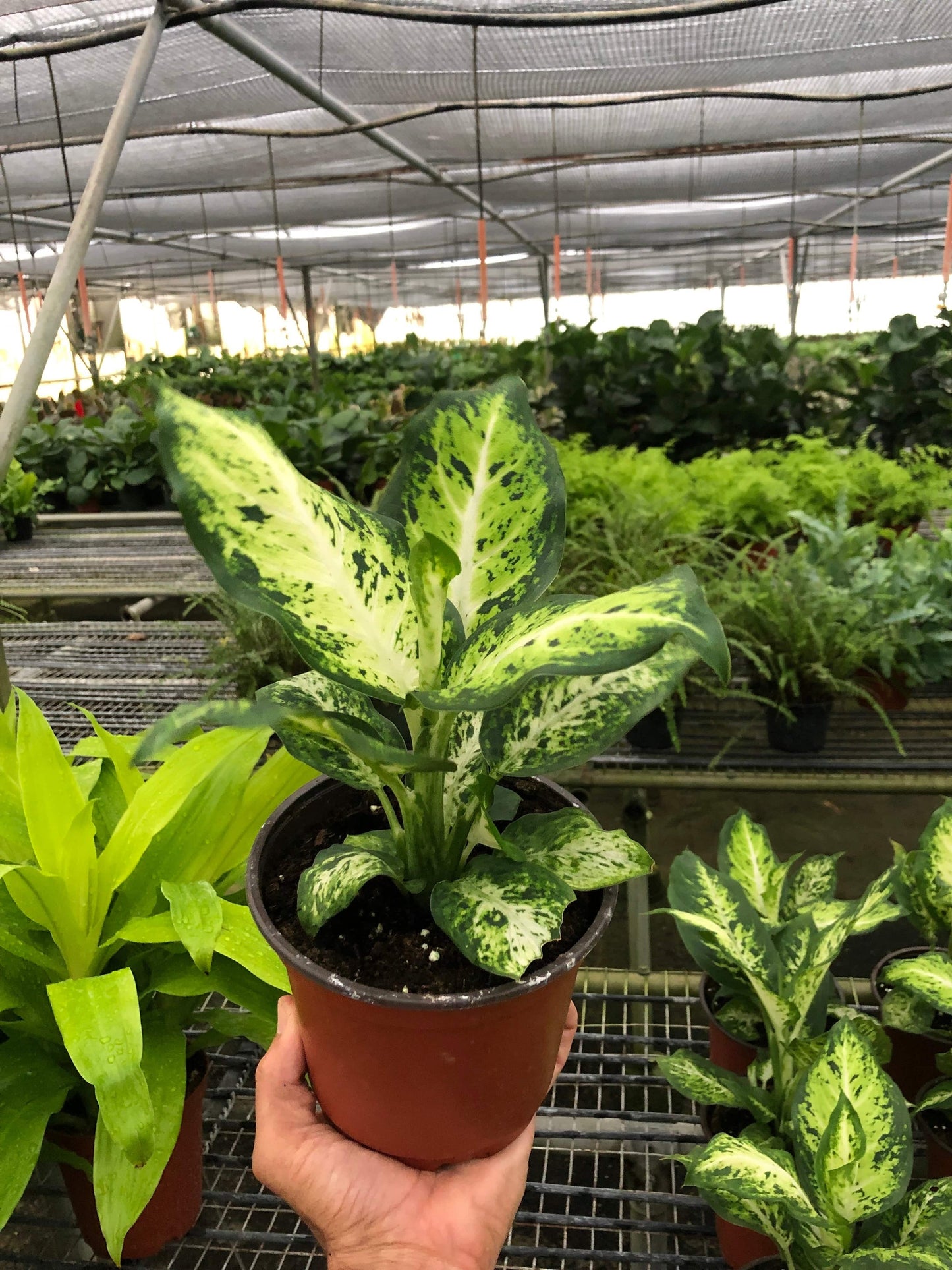 Dieffenbachia 'Amy' - Plantonio