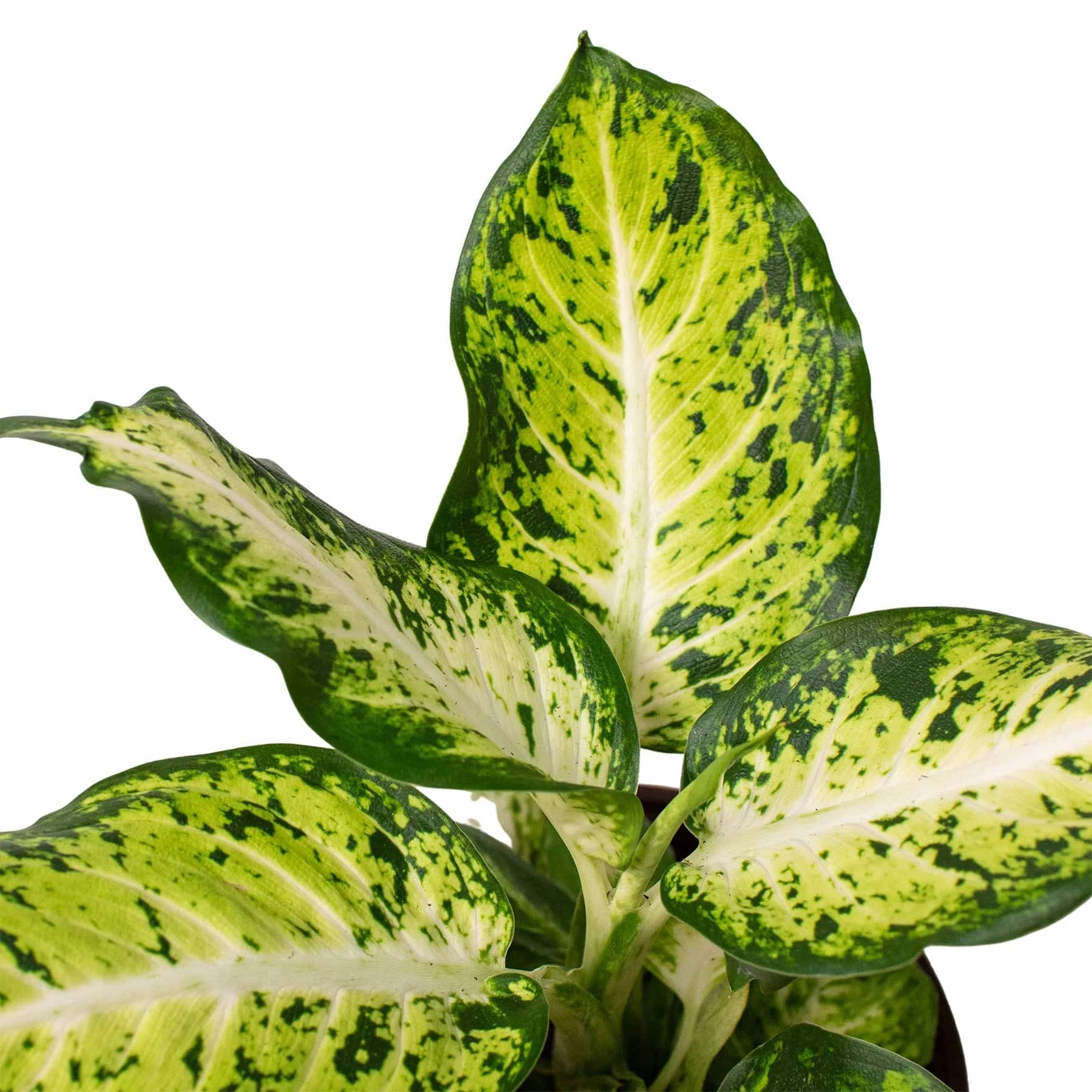 Dieffenbachia 'Amy' - Plantonio