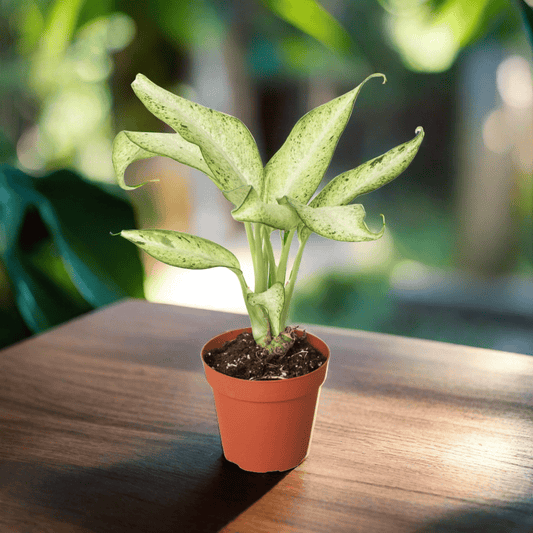 Dieffenbachia 'Camouflage' - Plantonio