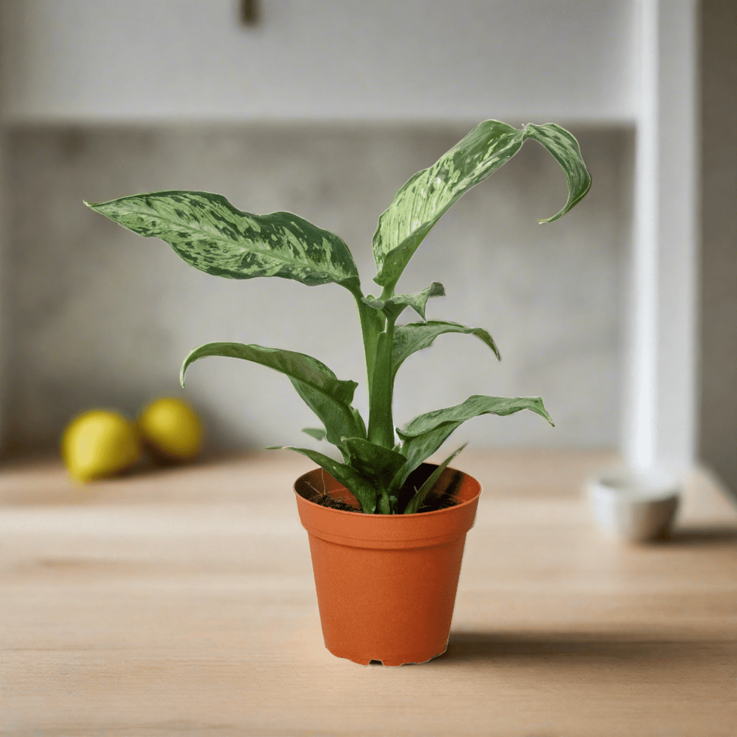 Dieffenbachia 'Memoria Corsii' - Plantonio