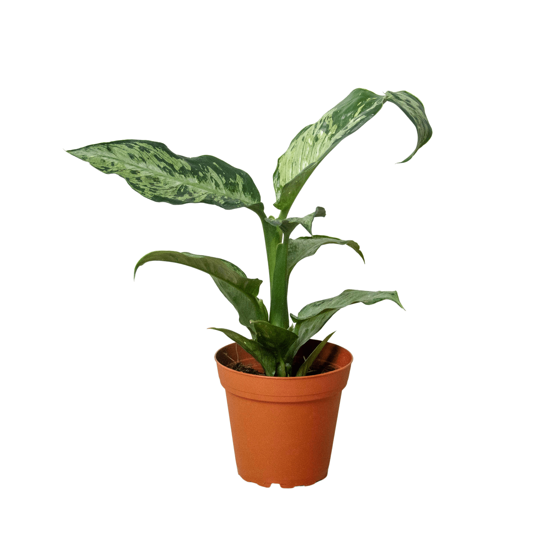 Dieffenbachia 'Memoria Corsii' - Plantonio