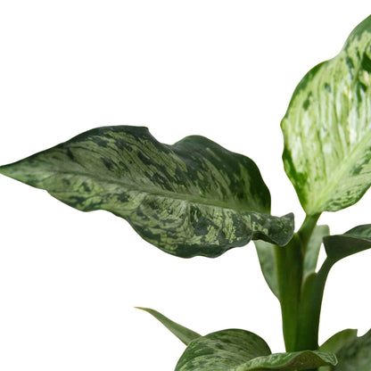 Dieffenbachia 'Memoria Corsii' - Plantonio