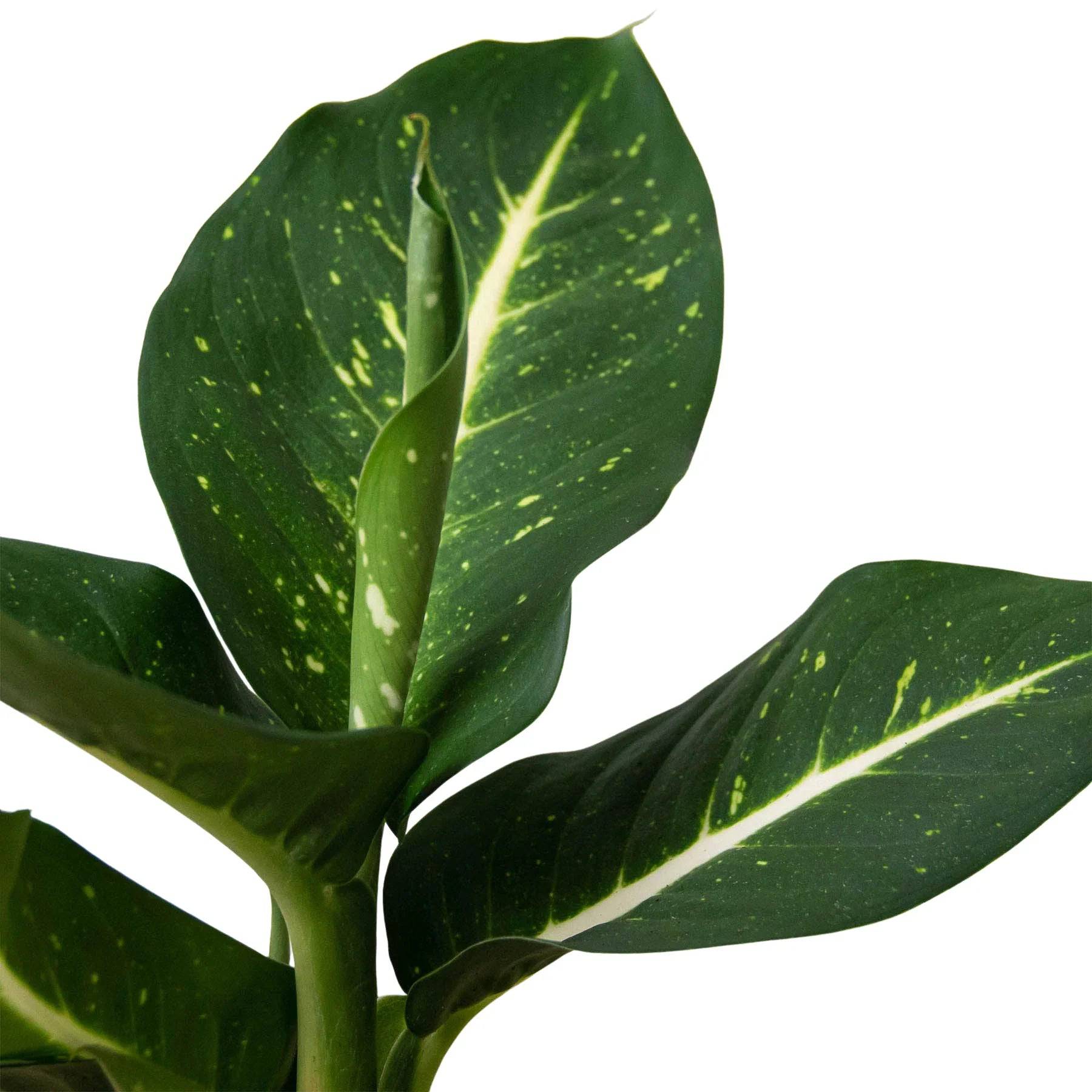 Dieffenbachia Oerstedii - Plantonio