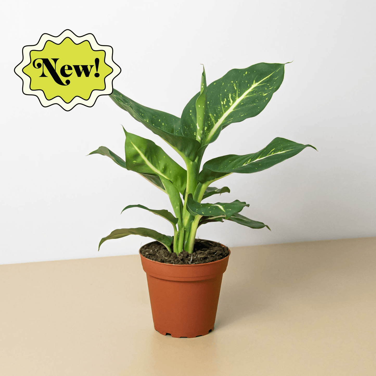 Dieffenbachia Oerstedii - Plantonio