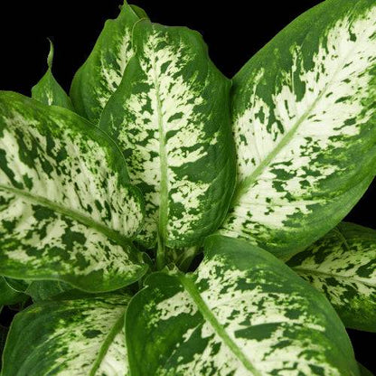 Dieffenbachia 'Tropic Snow' - Plantonio