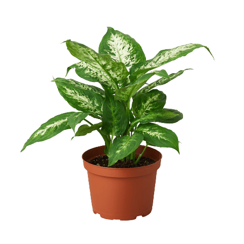 Dieffenbachia 'Tropic Snow' - Plantonio