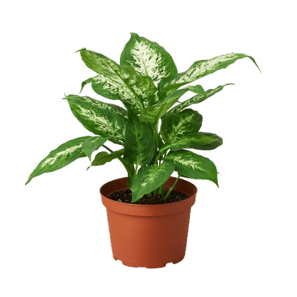 Dieffenbachia 'Tropic Snow' - Plantonio