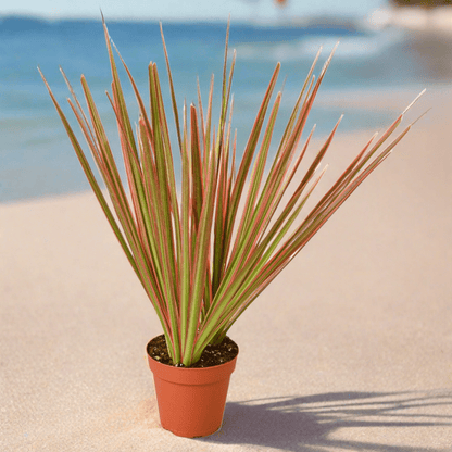 Dracaena 'Colorama' - Plantonio