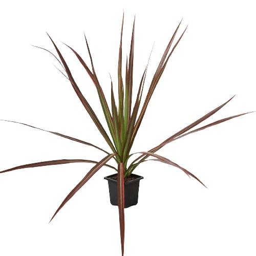 Dracaena 'Colorama' - Plantonio