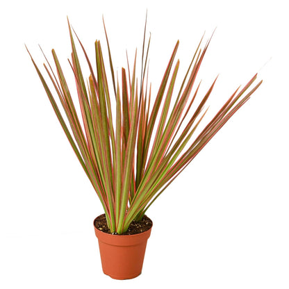 Dracaena 'Colorama' - Plantonio