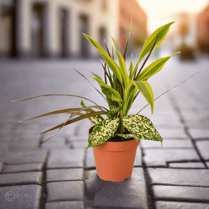 Dracaena 'Combo' - Plantonio