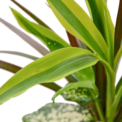 Dracaena 'Combo' - Plantonio