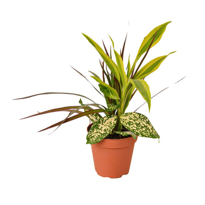 Dracaena 'Combo' - Plantonio