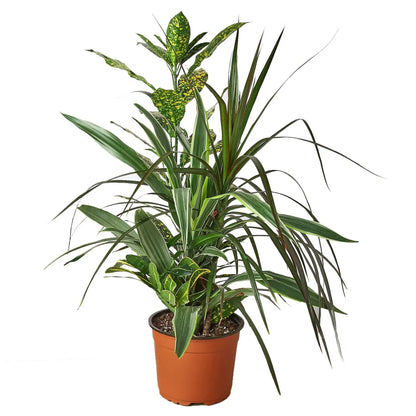 Dracaena 'Combo' - Plantonio